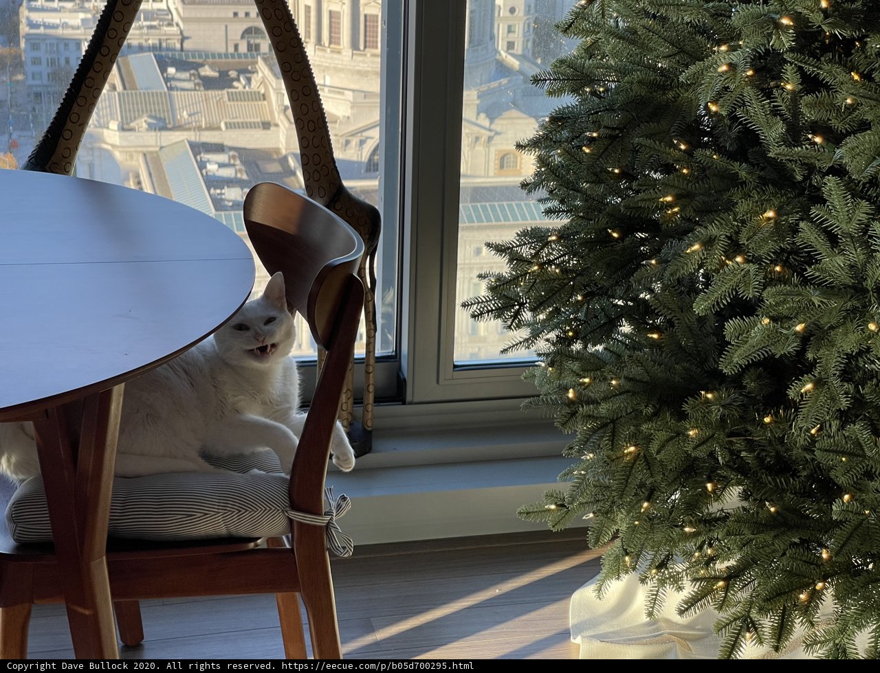 Festive Feline