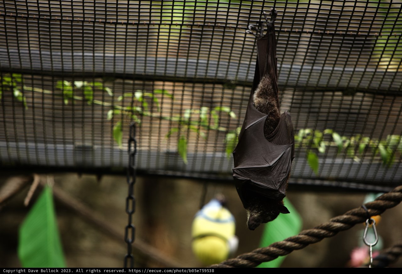 Game Set, Bat!
