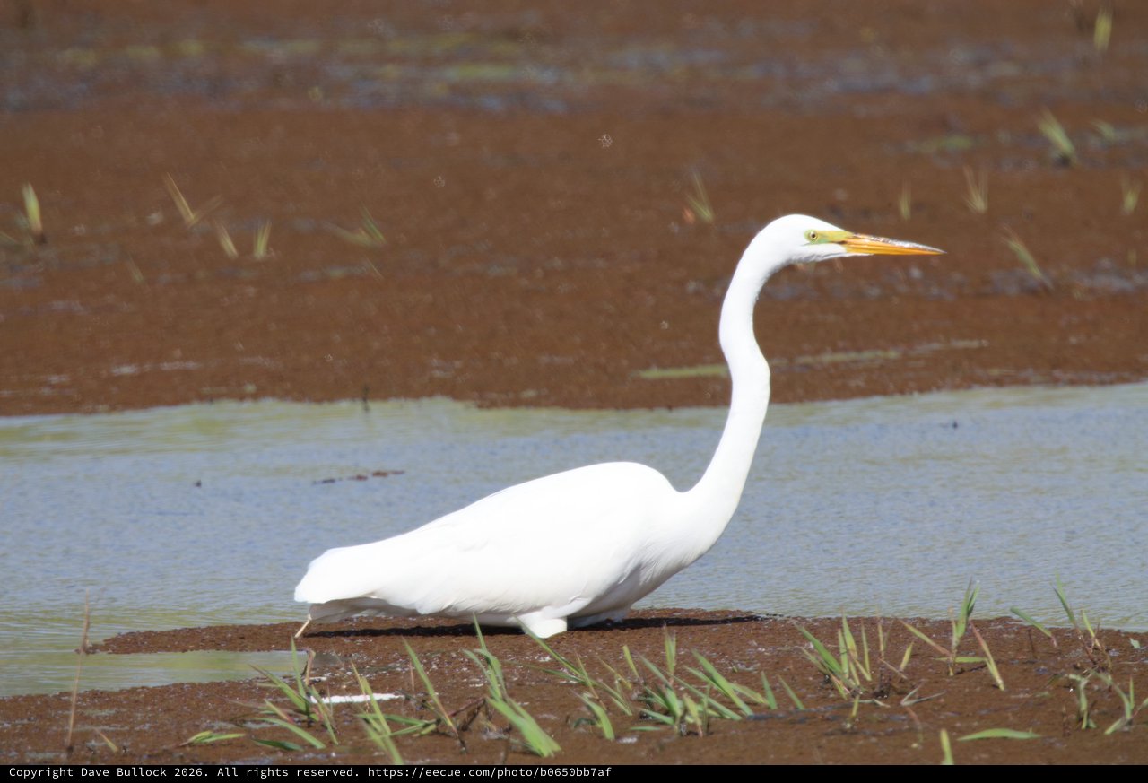 Great Egret Wading in Shallow Wetland Waters