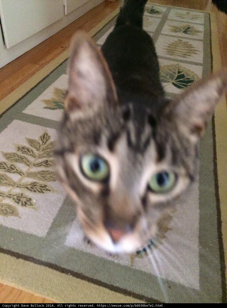 Meet the Abyssinian feline