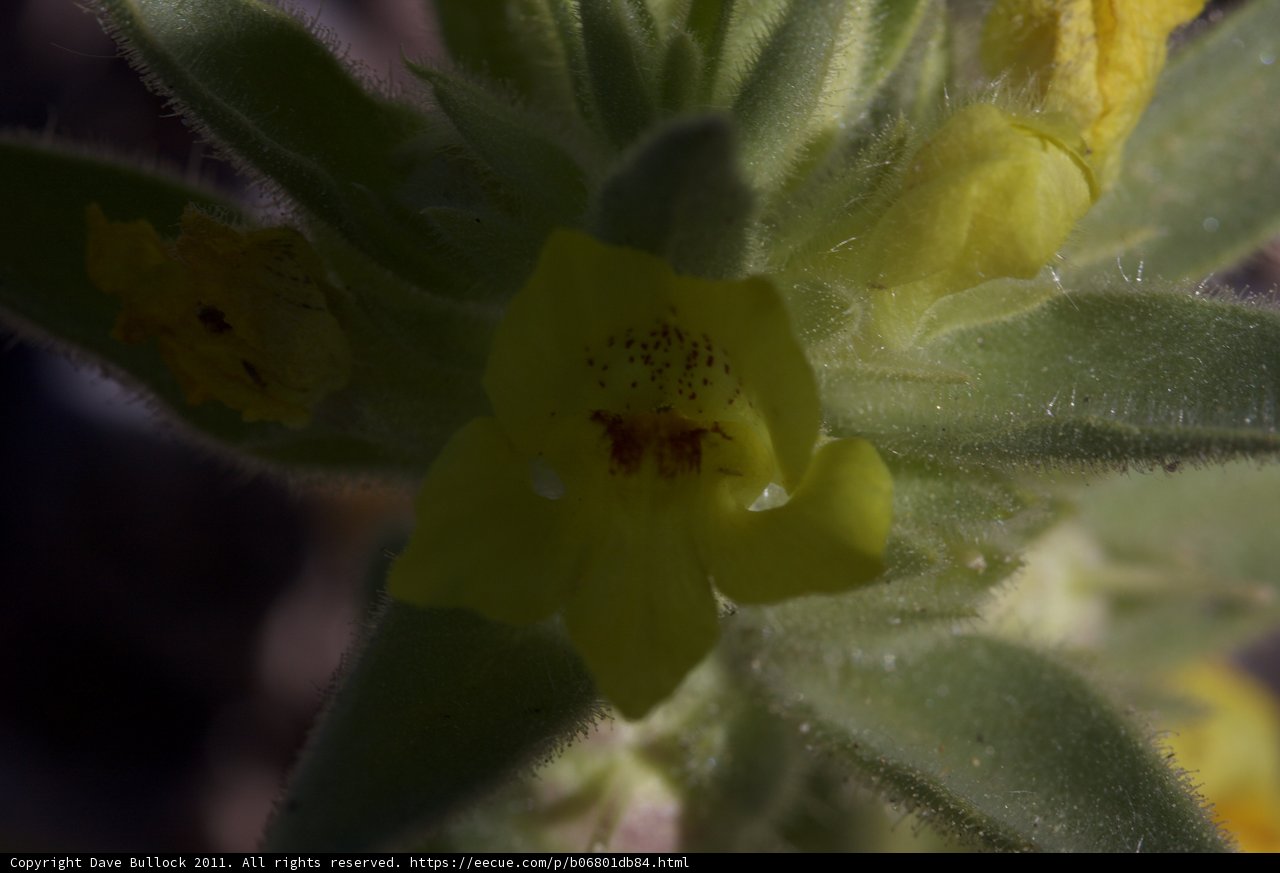 Stunning Close-Up of a Yellow Geranium Flower