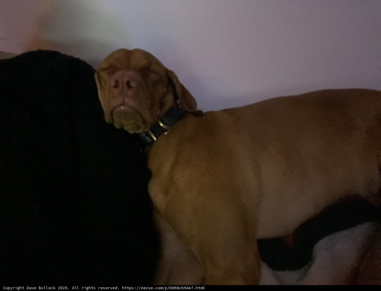Lap Dog Love