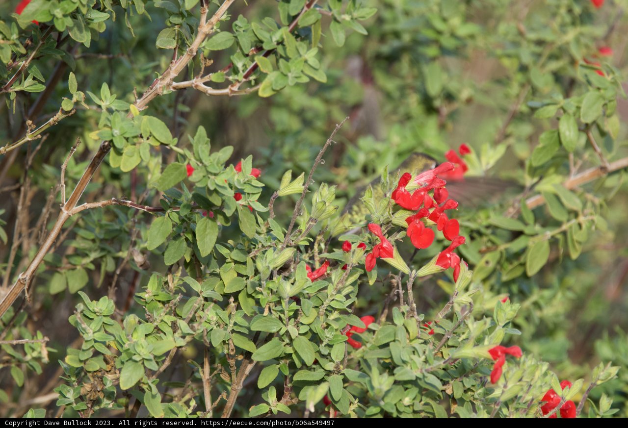 Delicate Balance: Fort Mason's Hummingbird Encounter