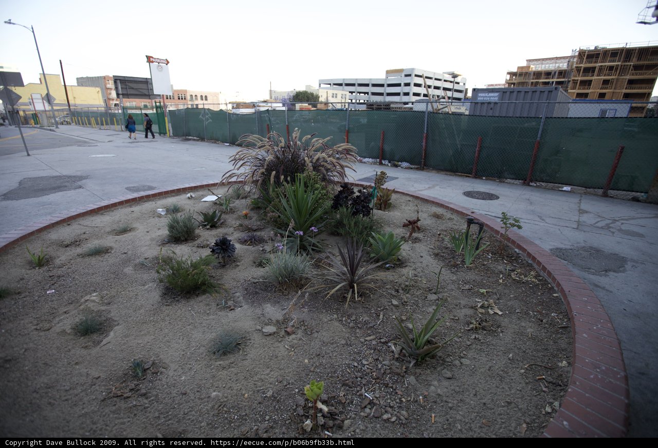 Urban Agave