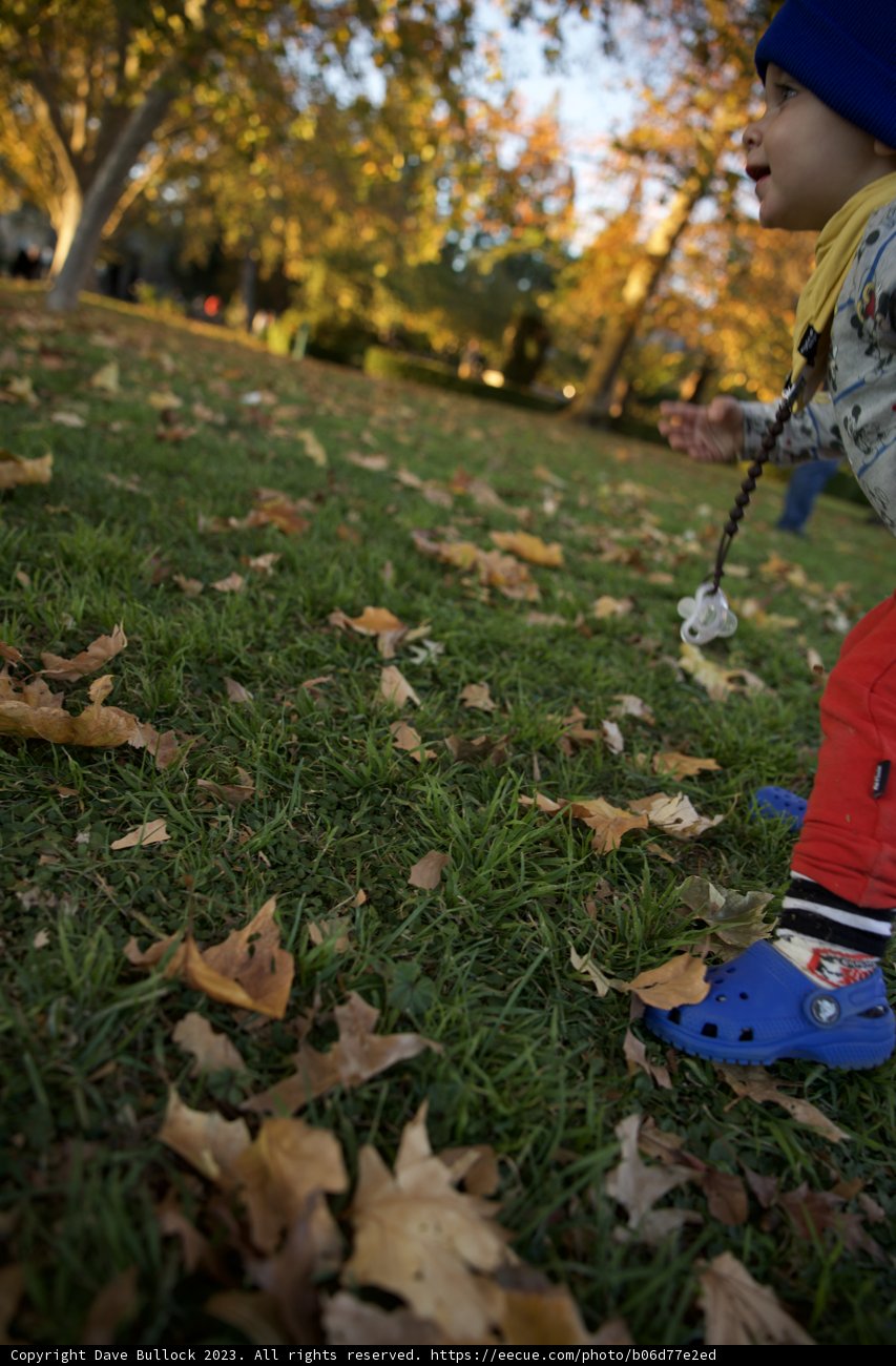 Jubilance in Autumn: Frisbee Frolics in Sonoma Park