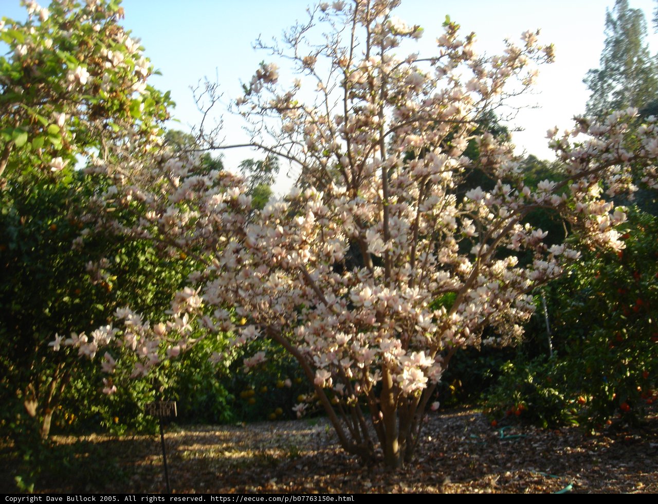 Blossoming Tree in Garden