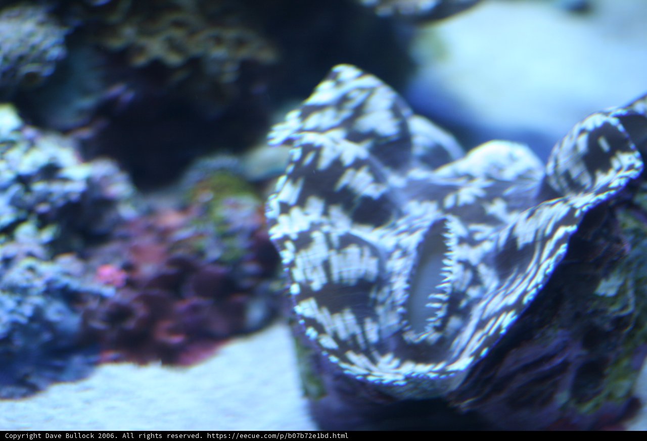 Striking Spotted Clam