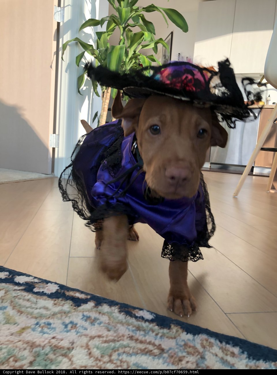 Puppy in Purple Dress and Hat