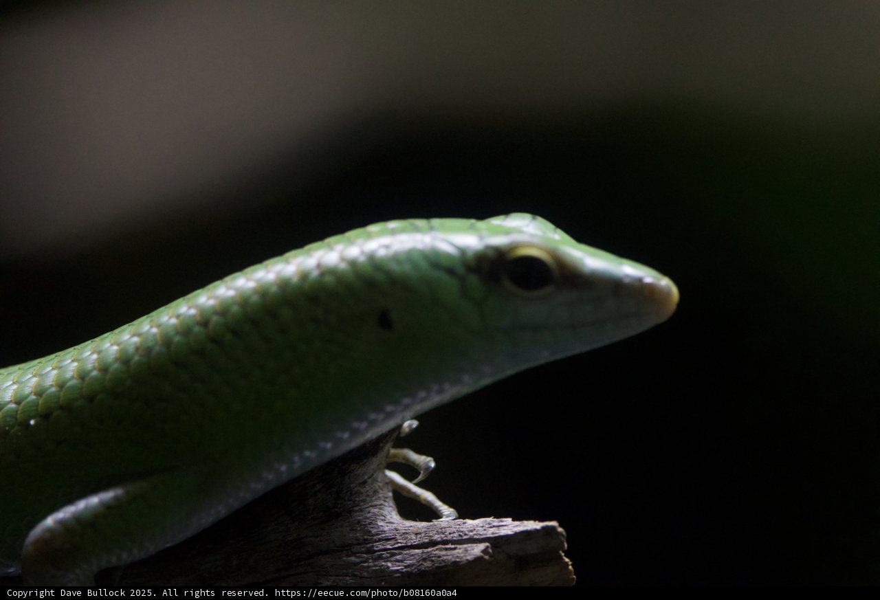 Enigmatic Green Lizard
