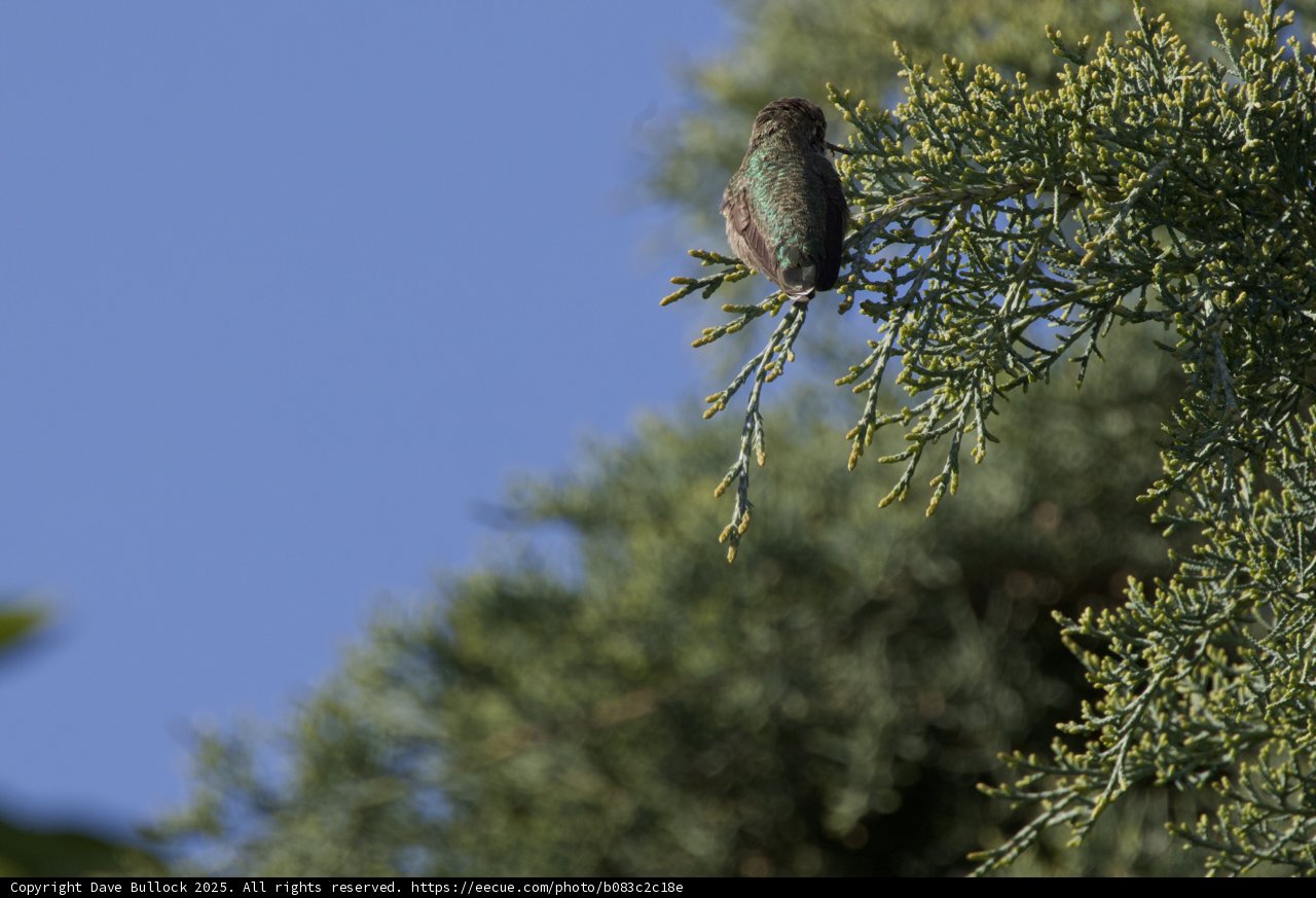 Tranquility Among the Conifers