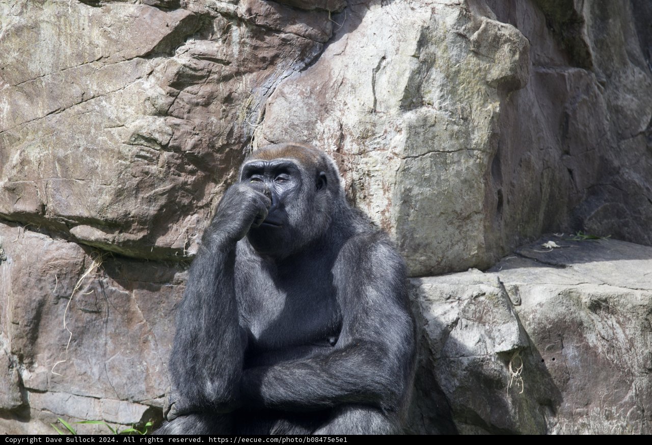 Pondering Primate