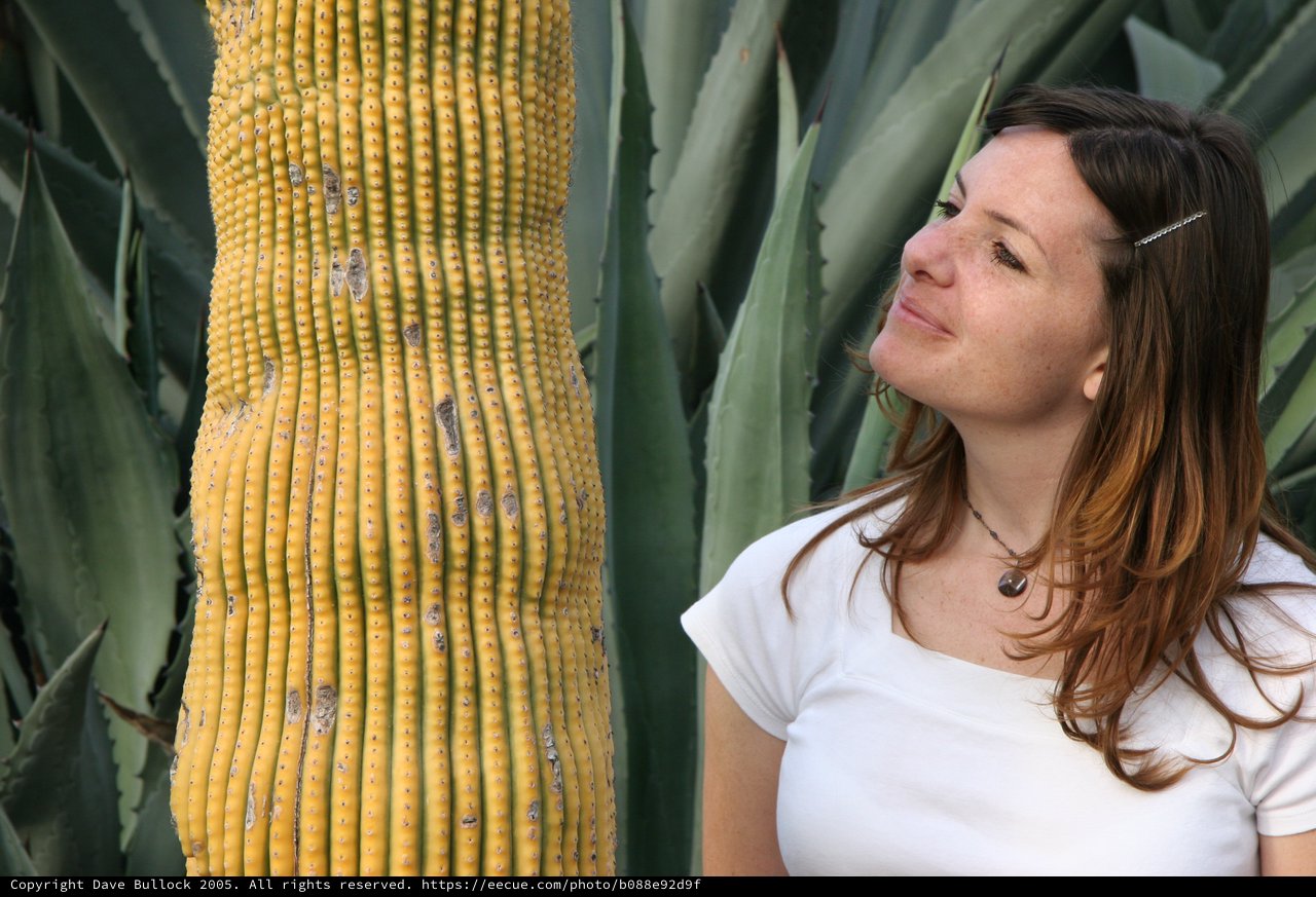 Woman Admiring a Golden Saguaro Cactus Up Close