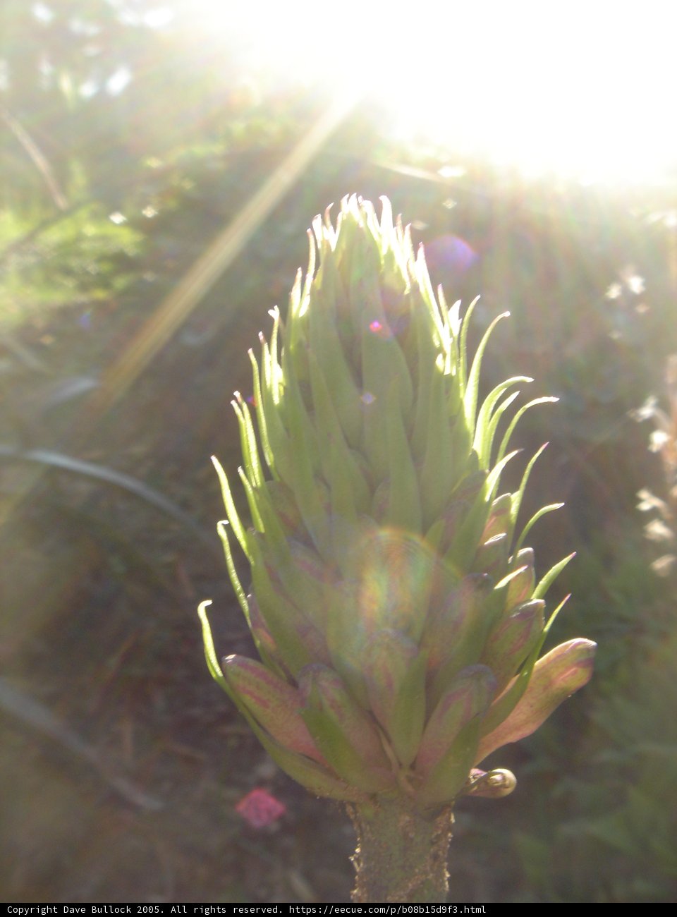 Sun-kissed Vegetation