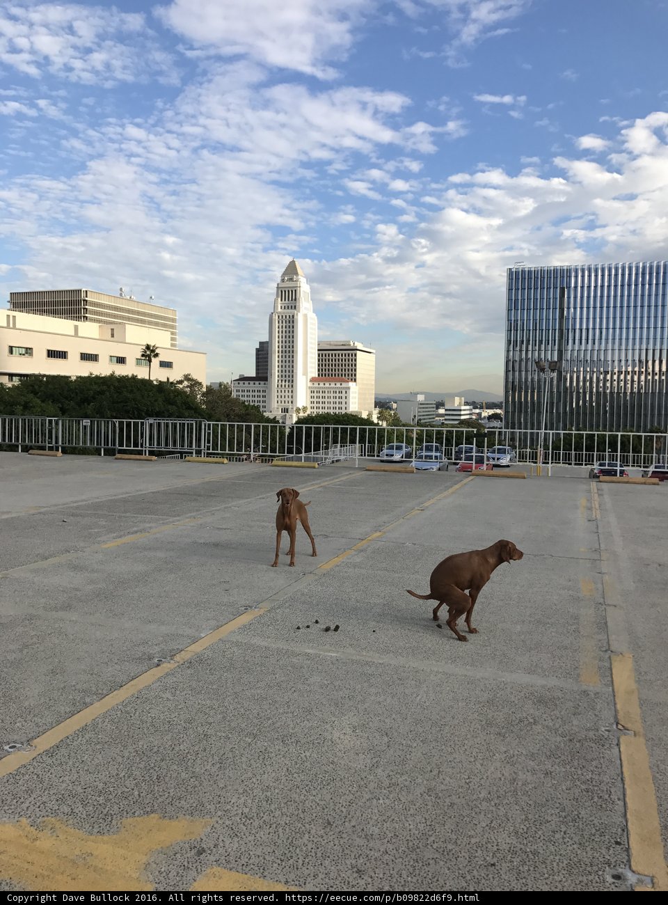 Two Vizslas Stroll by LA Skyscrapers