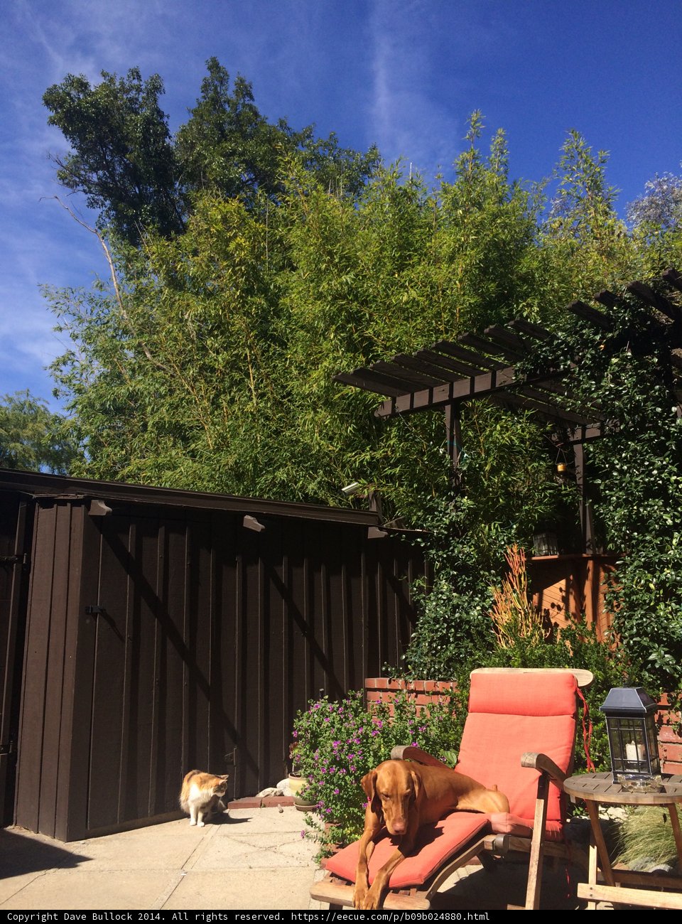 Relaxing in the Backyard