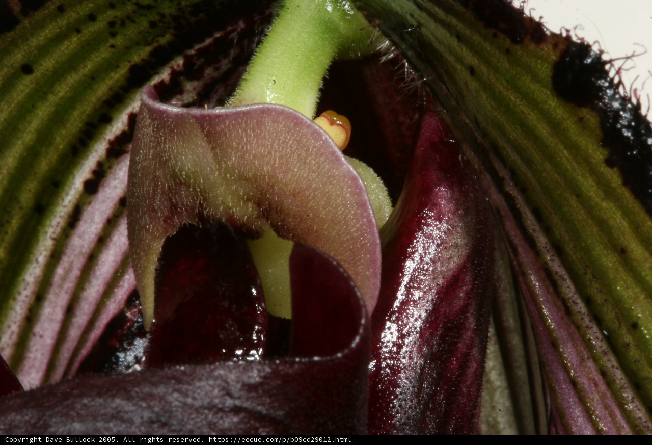 The Vibrant Orchid Bloom