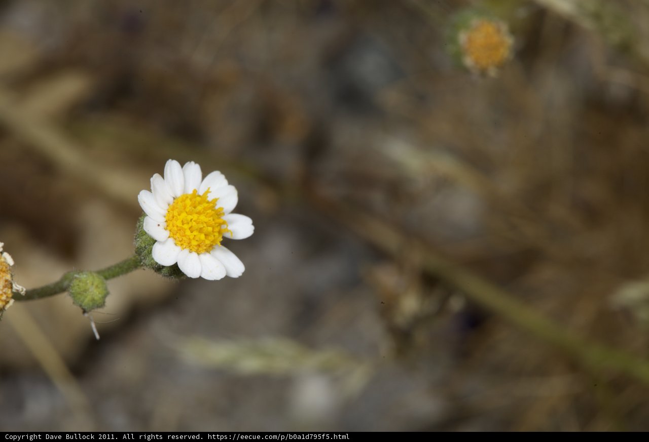 A Serene Daisy Blossom