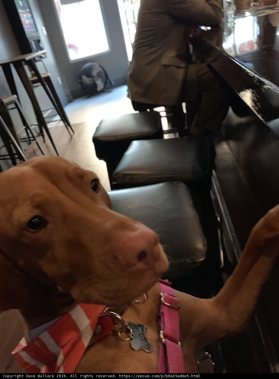 Paws Up at the Bar