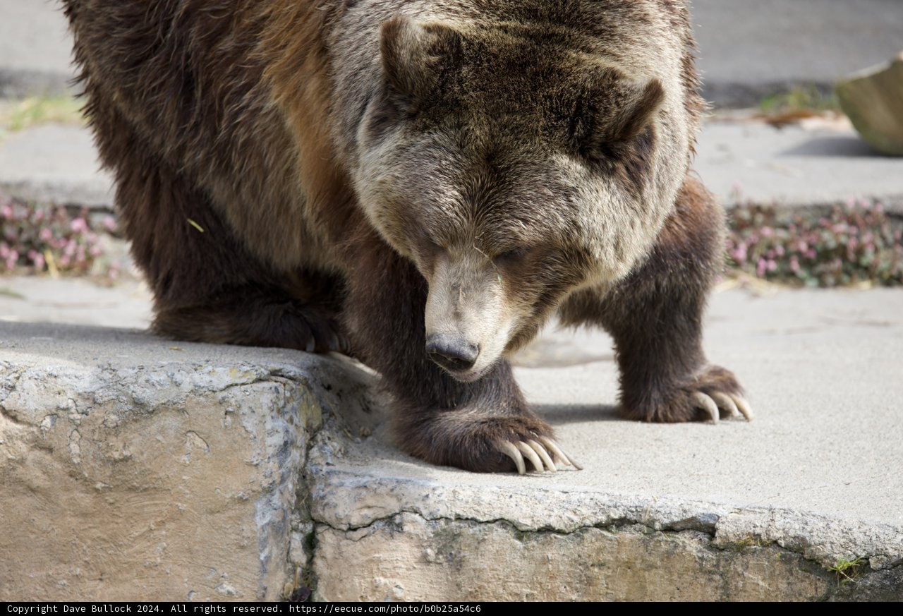 Majestic Stroll: Brown Bear at SF Zoo