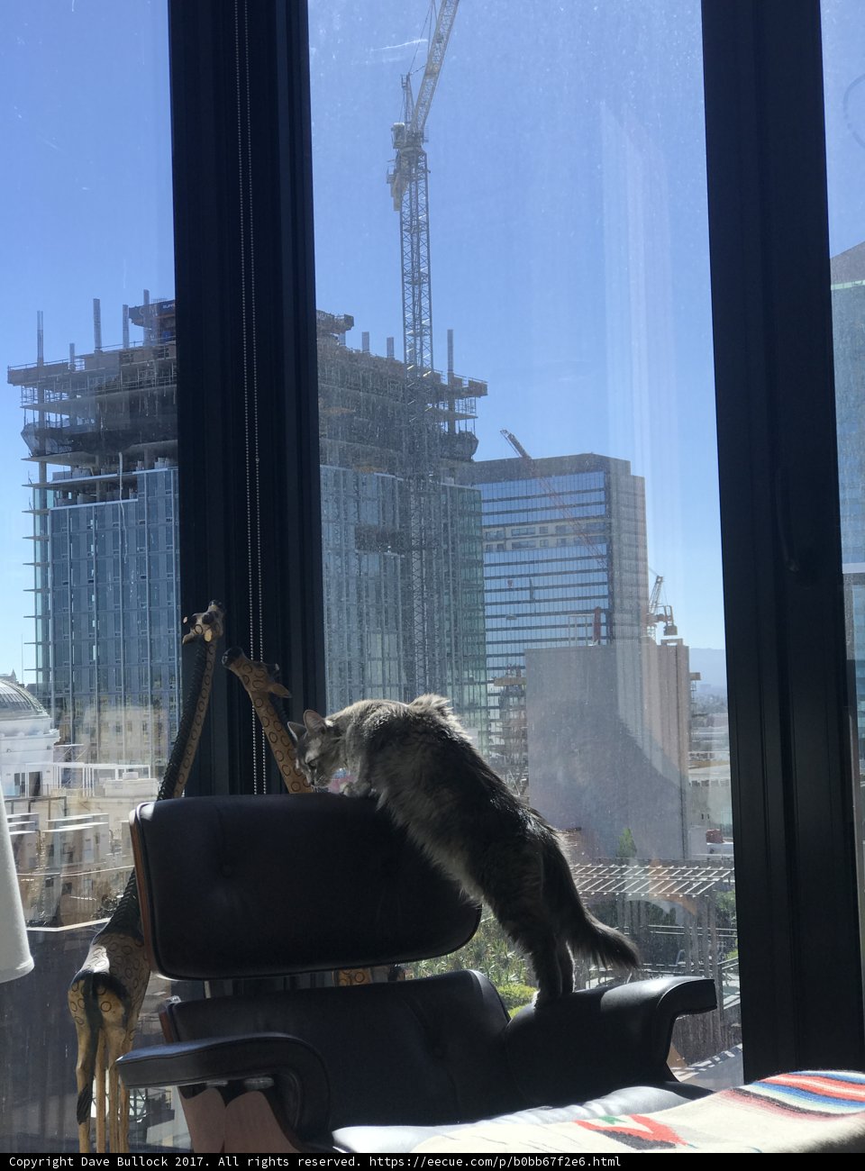 Purrfect Afternoon View