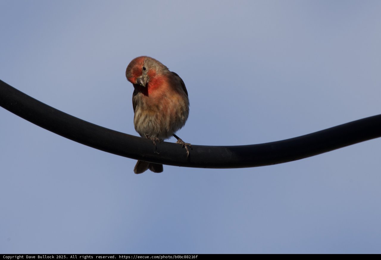 Perched Beauty
