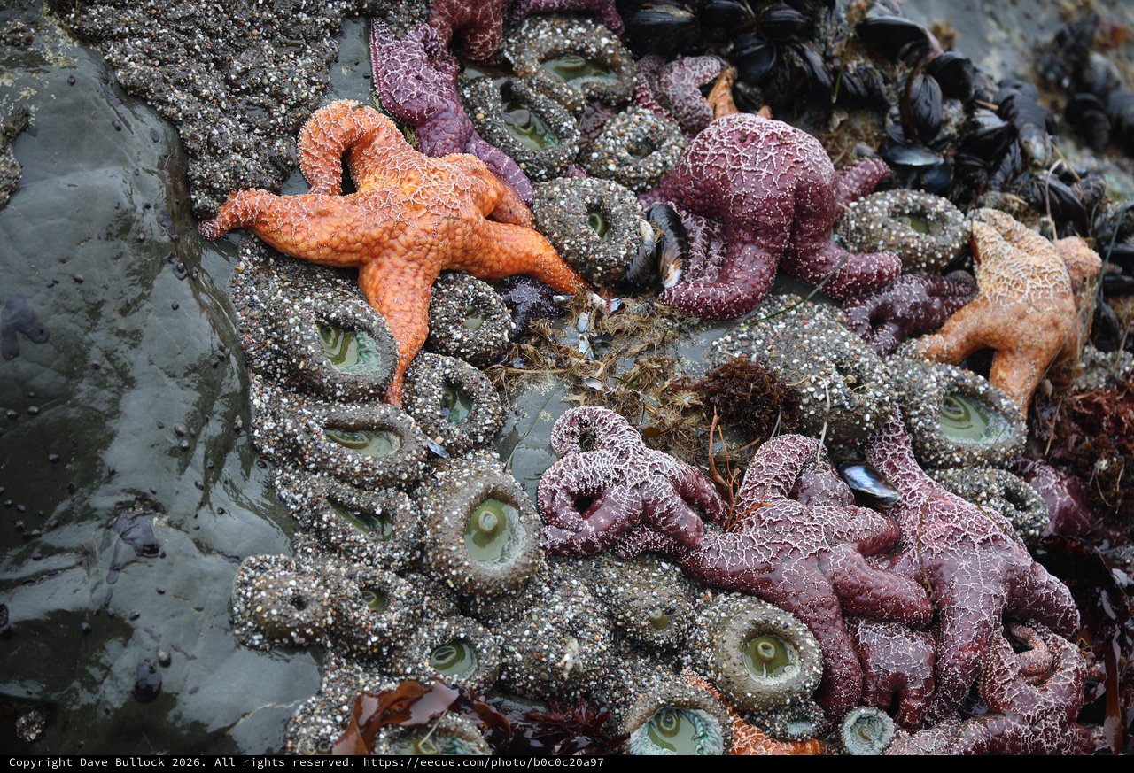 Vibrant Starfish and Anemones at Low Tide