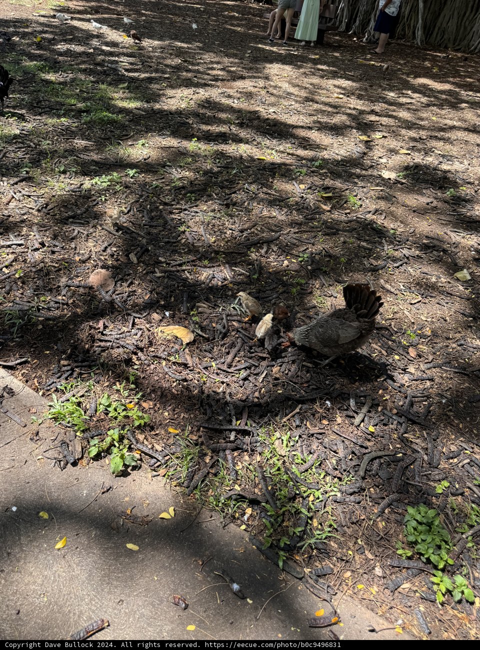 Natural Playground at Honolulu Zoo