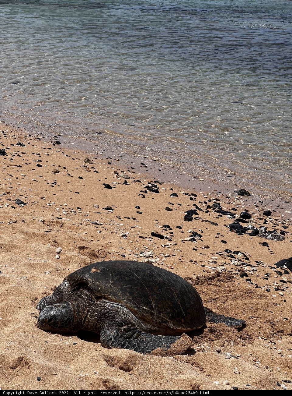 Sunbathing Sea Turtle
