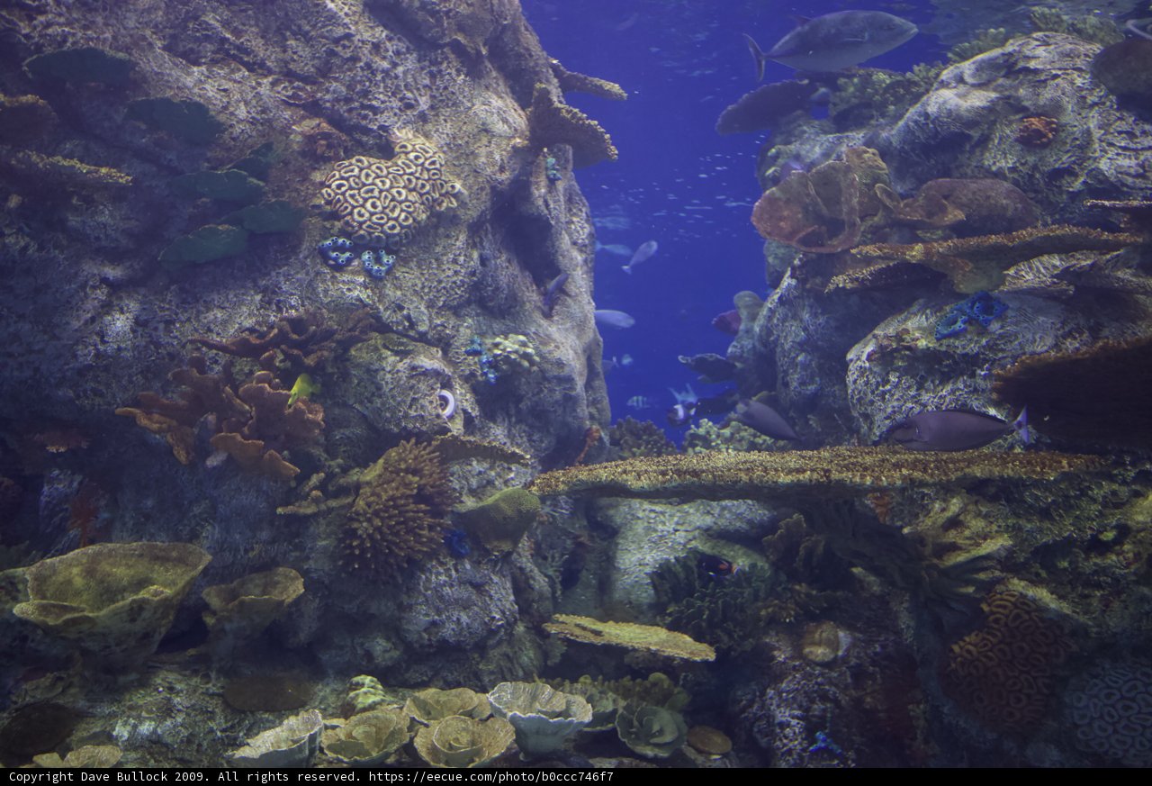 A Colorful Array of Life in the Coral Reef