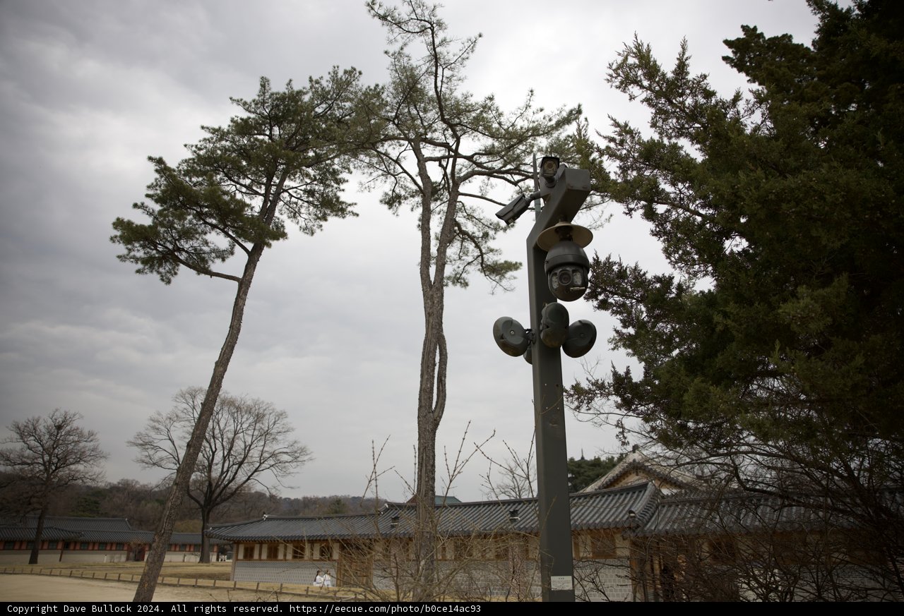 Luminous Sentinel in Seoul: A Nighttime Alliance of Nature & Architecture