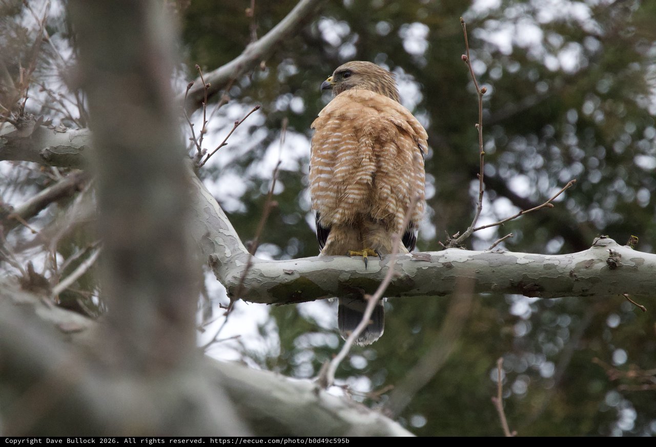 Red-Shouldered Hawk Perched on Winter Branch
