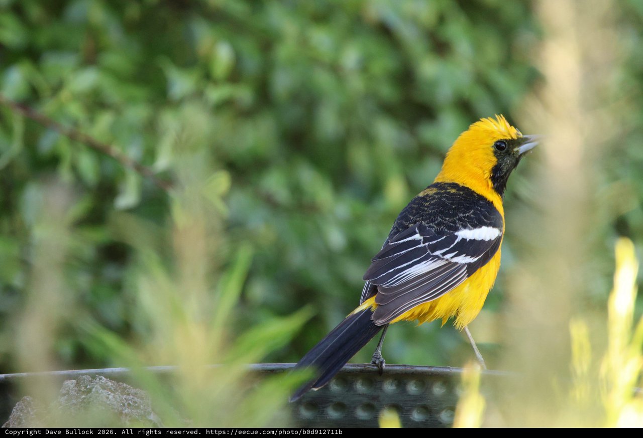 Hooded Oriole Perched on Garden Fence Rail