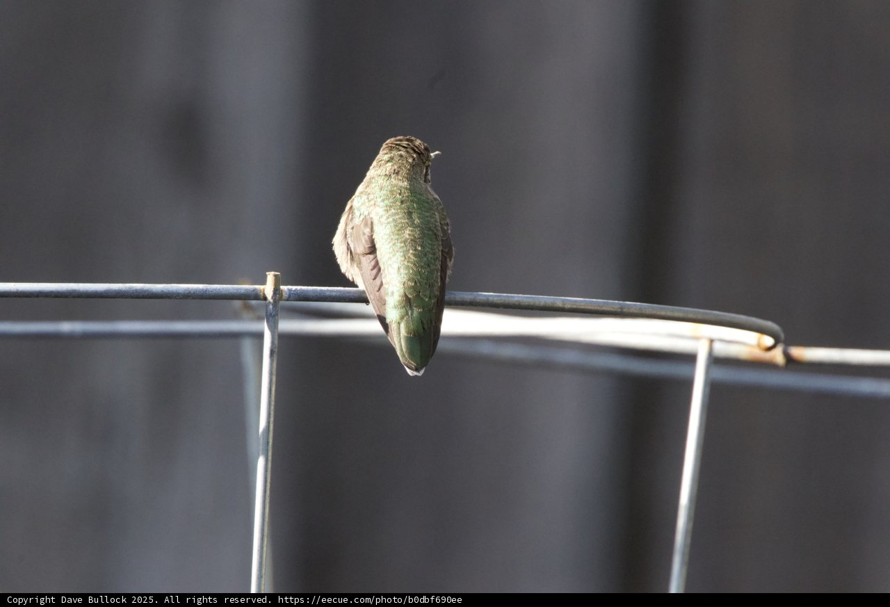 Perched in Contemplation