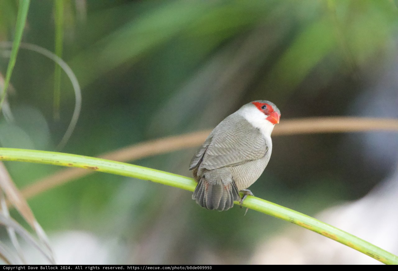 A Glimpse of Grace: Finch at Rest in Honolulu Zoo