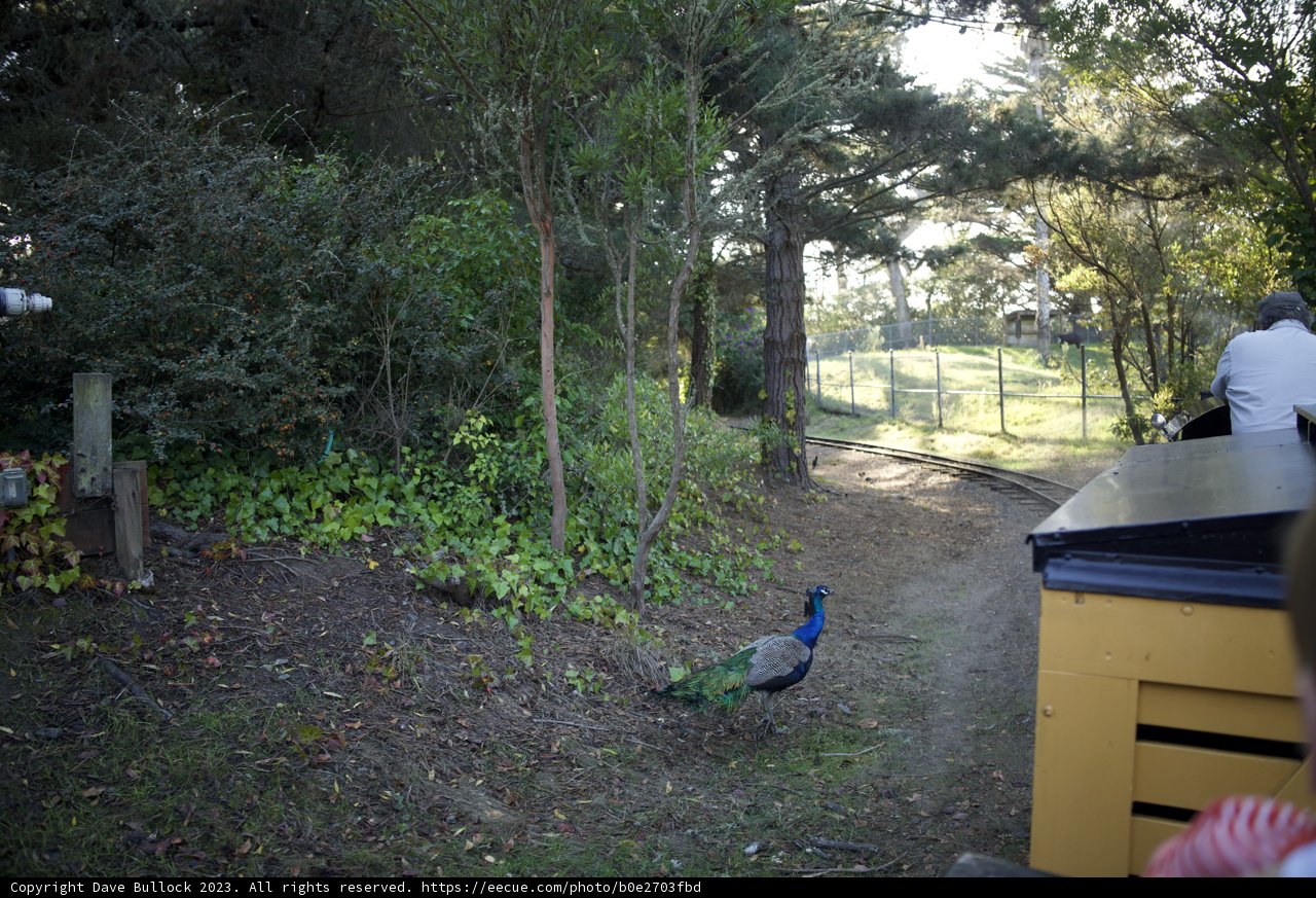 Stroll in the Woodlands with the Regal Peacock