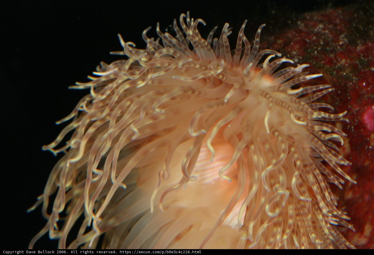 A Sea Anemone's Long Spiky Tail