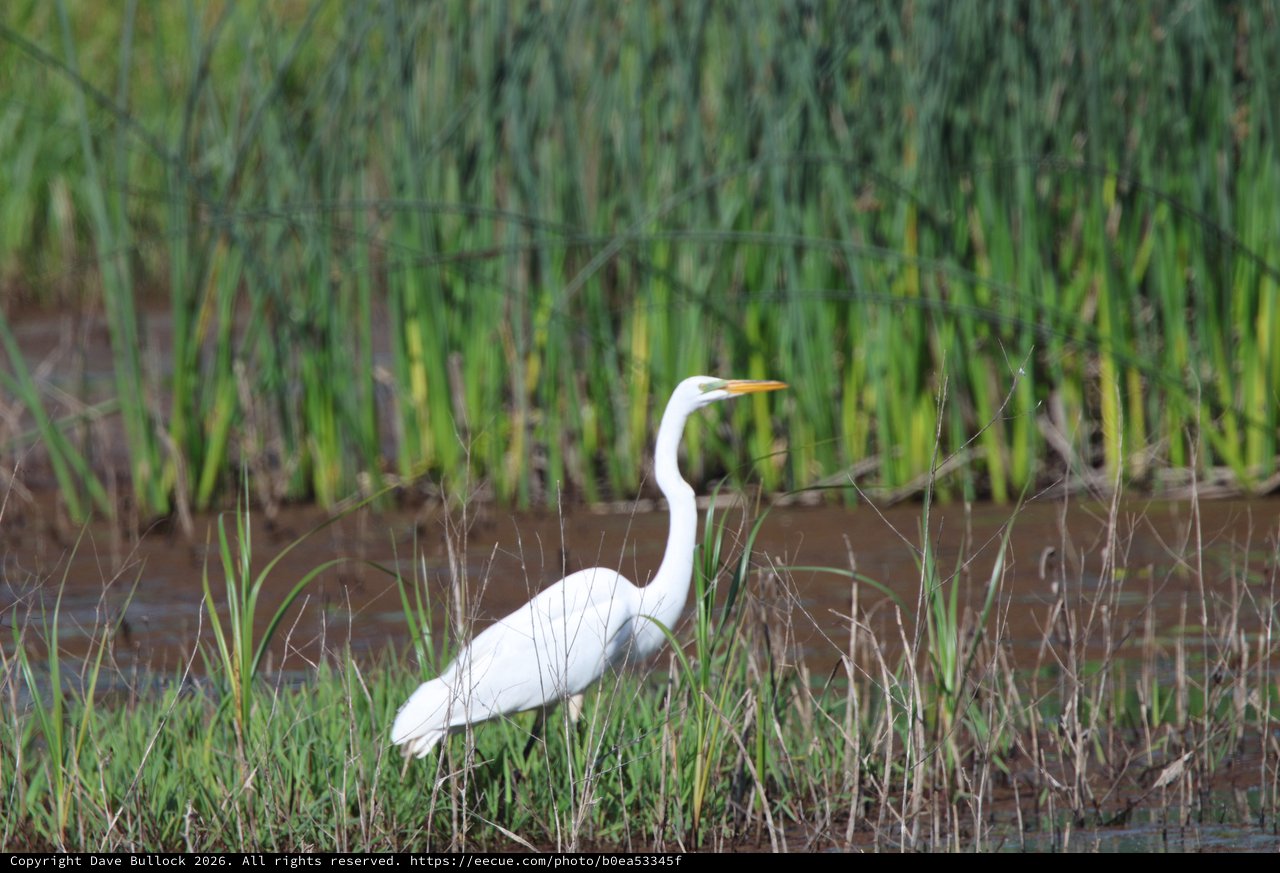 Great Egret Hunting in Wetland Grasses at Dusk
