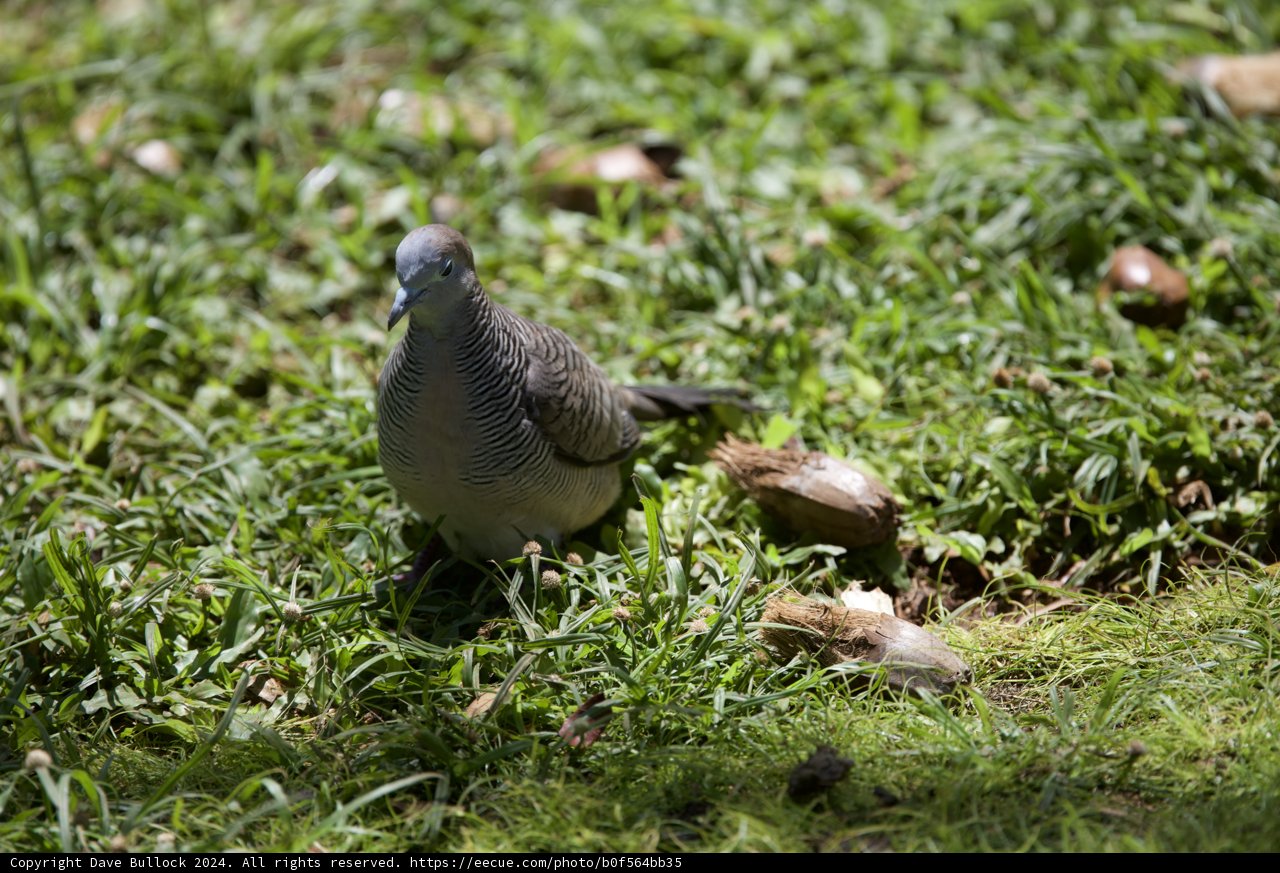 Serene Stroll in the Grass