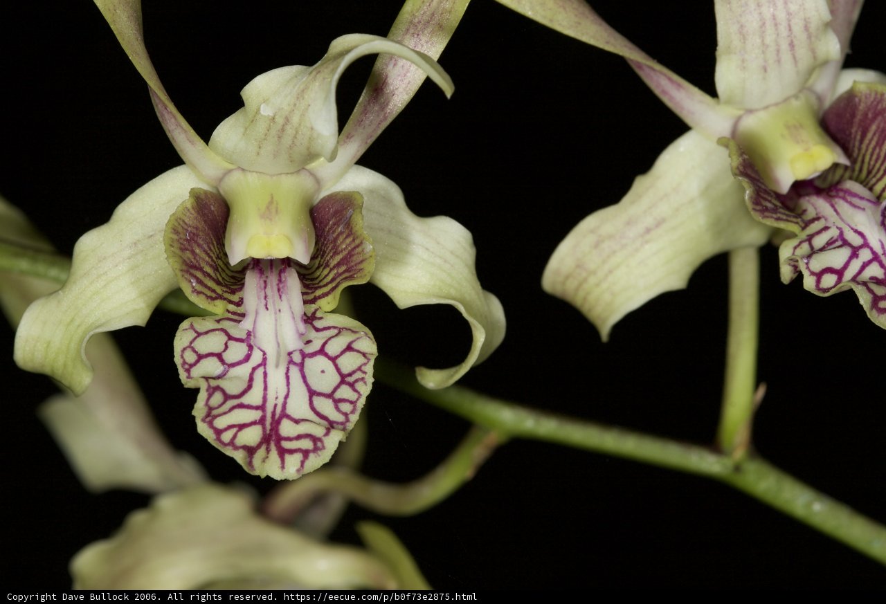 Exquisite Pair of Orchids