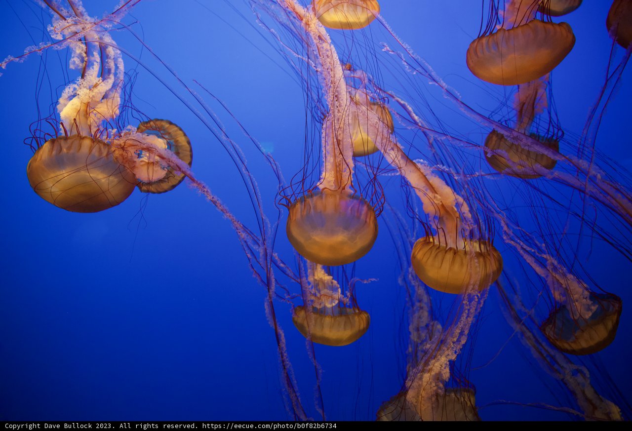 Ethereal Underwater Ballet: Jellyfish at Monterey Bay Aquarium