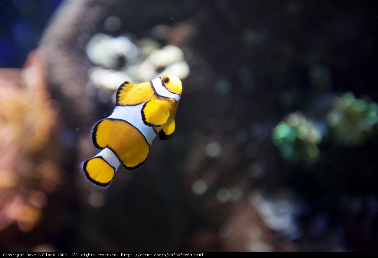 Colorful Clown Fish in a Reef Aquarium