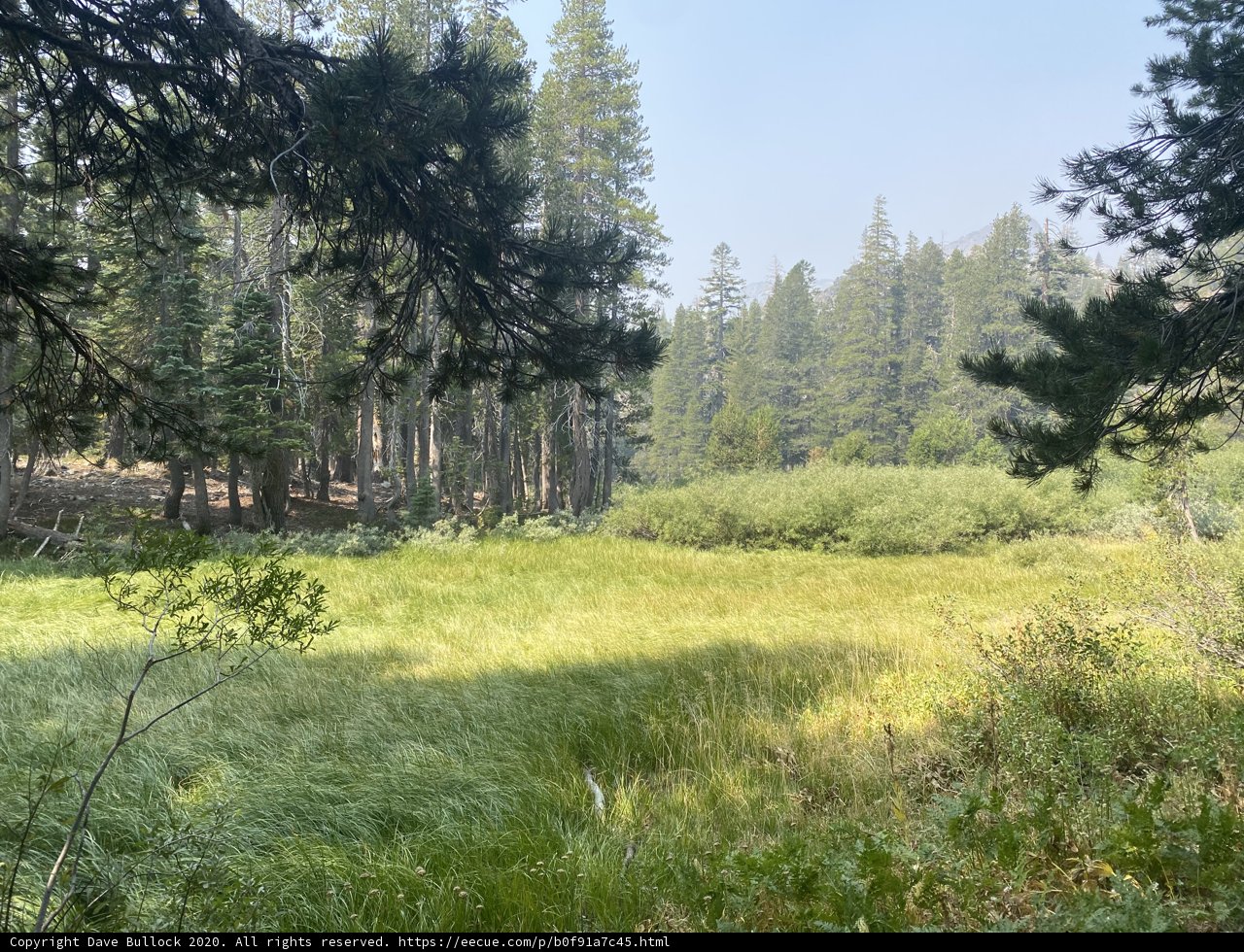 Grove of Conifer Trees
