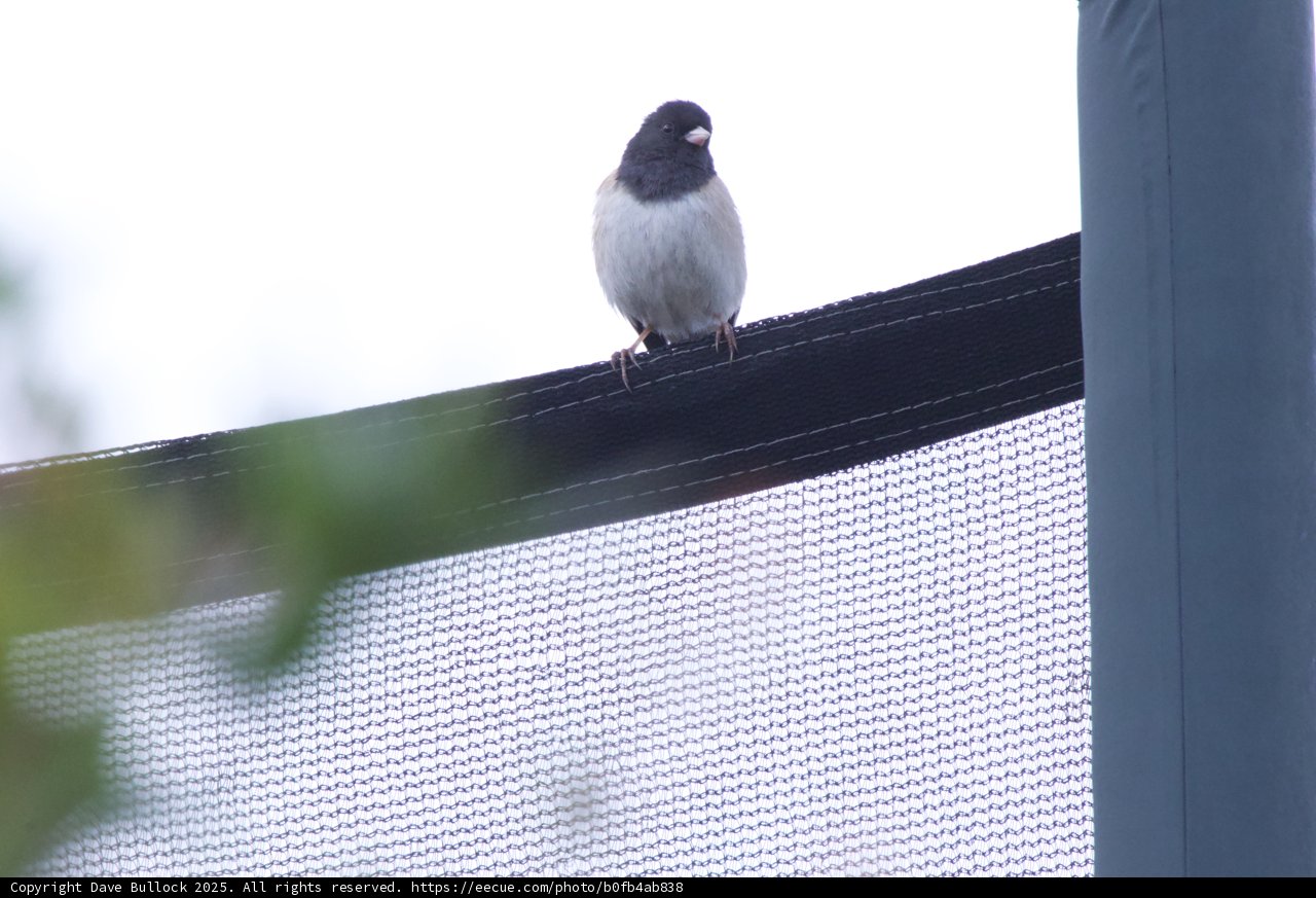Perched on the Edge