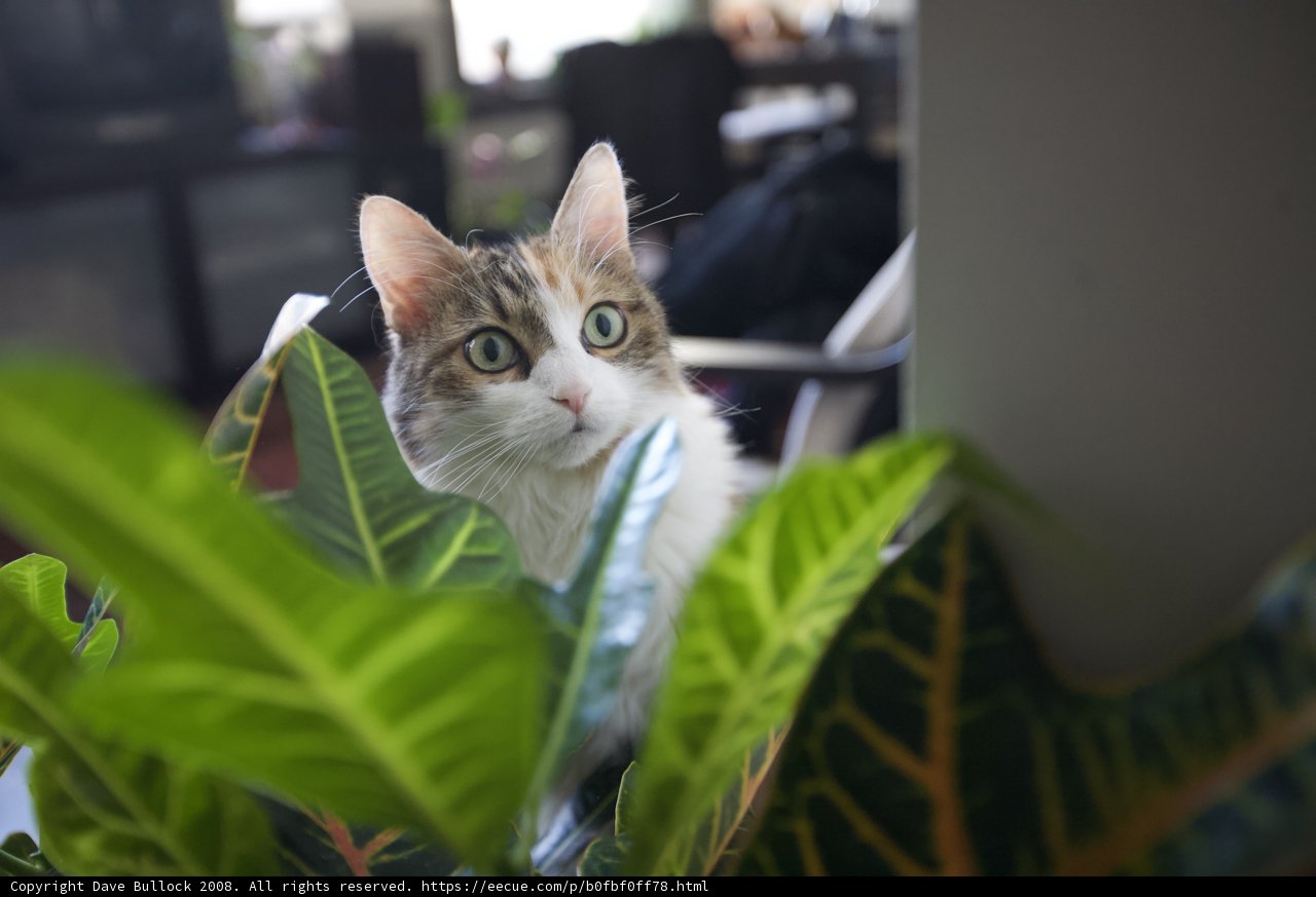 Feline in the Foliage