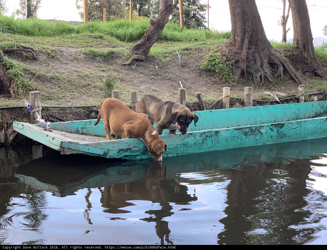 On the Boats with my Canine Friends