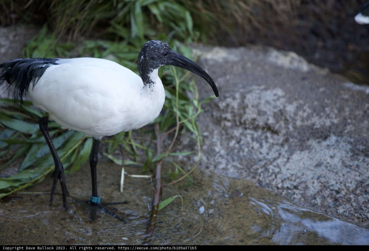 Grace Under the November Sky: The Statuesque Stork