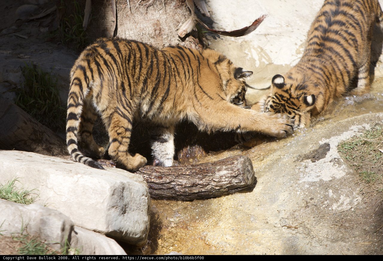Tiger Playtime