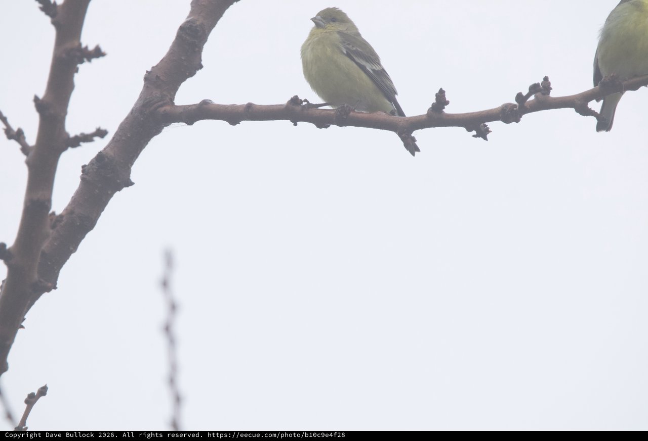 Greenfinch Perched on Bare Winter Branch