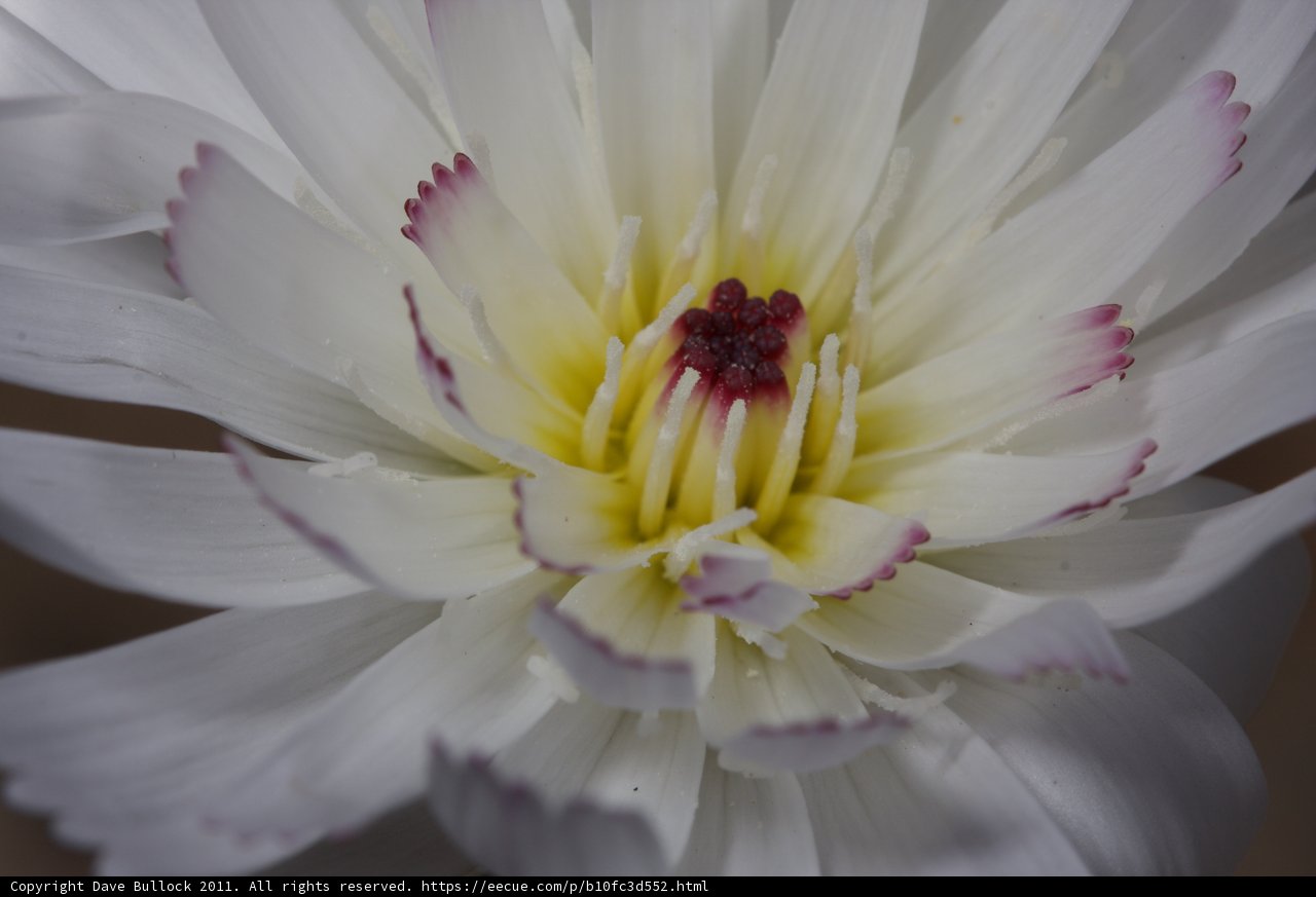 White Lily Close-Up