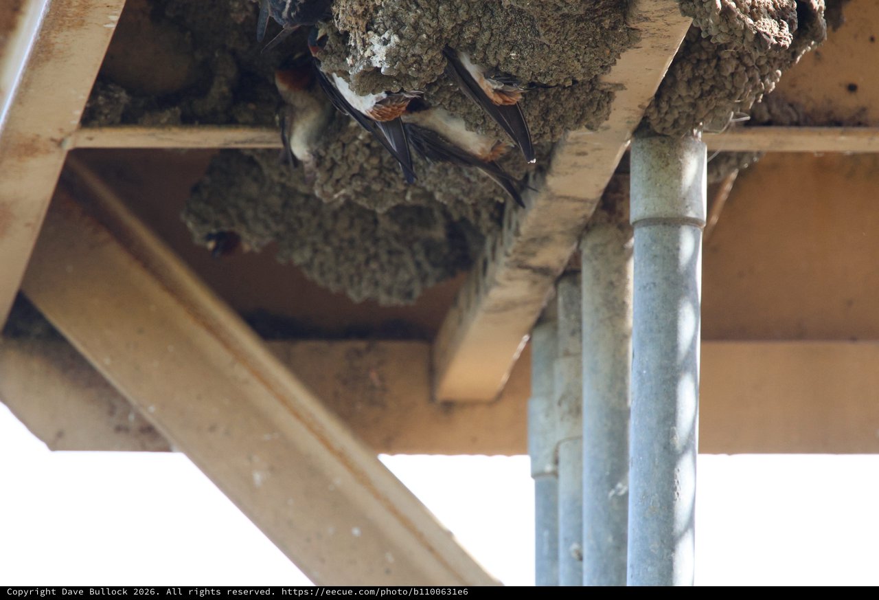 Barn Swallows Nesting Under Wooden Structure at Yolo Bypass